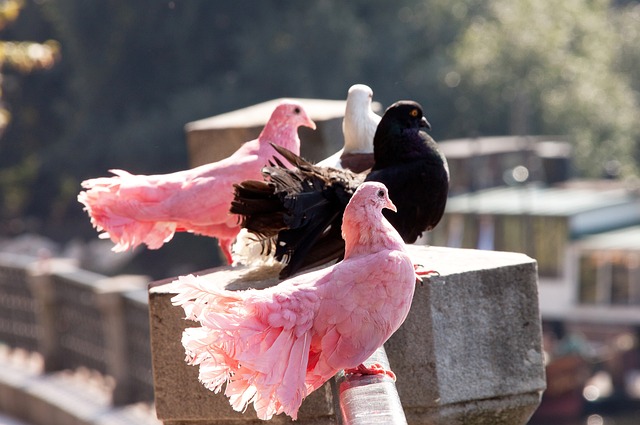 奧運女足亞洲戰局解析 澳洲落幕 日本前行.